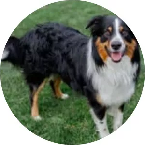 English Shepherd