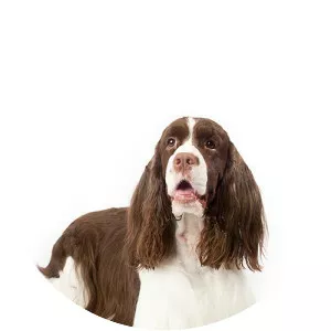 English Springer Spaniel