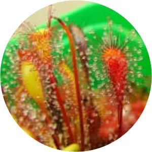English sundew