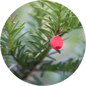 English Yew - Plants