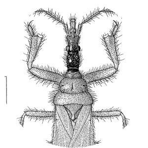 Enicocephalidae