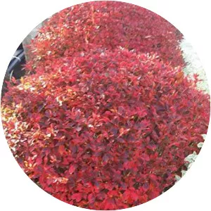 Enkianthus perulatus