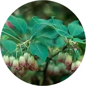 Enkianthus