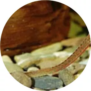 Enneacampus ansorgii