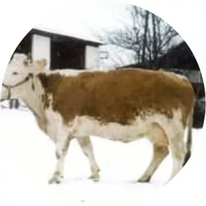 Ennstaler Bergscheck (Ennstaler Bergschecken)