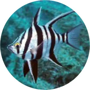 Enoplosus armatus - 