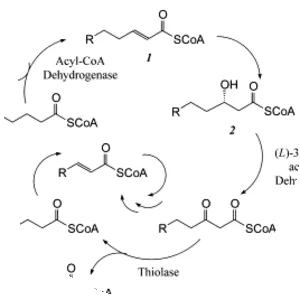 Enoyl-CoA hydratase