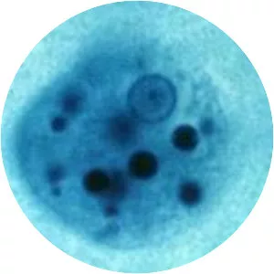 Entamoeba - 