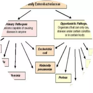 Enterobacteriaceae