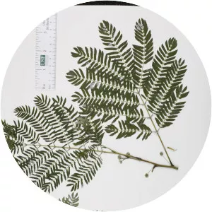 Enterolobium contortisiliquum