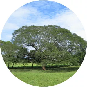 Enterolobium cyclocarpum