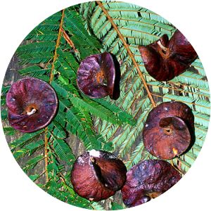 Enterolobium schomburgkii - 