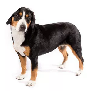 Entlebucher Mountain Dog