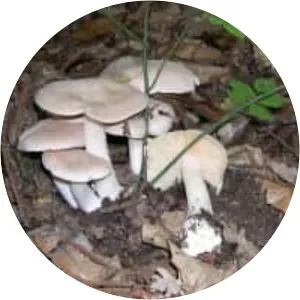 Entoloma sinuatum