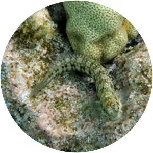 Entomacrodus marmoratus - 