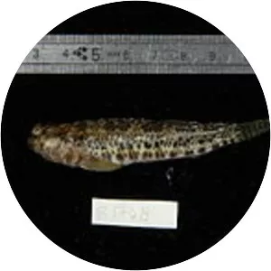 Entomacrodus striatus - 