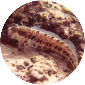 Entomacrodus vomerinus - 