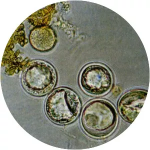 Entomophaga maimaiga