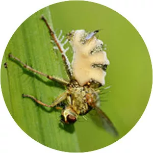 Entomophthora muscae