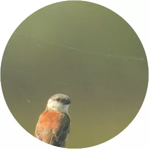 Entre Ríos Seedeater