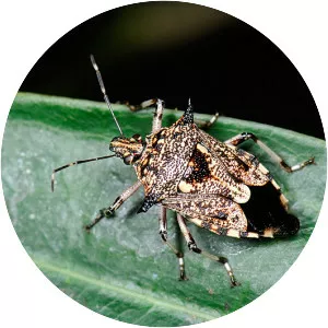 Eocanthecona furcellata - 