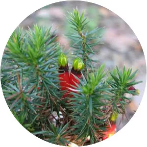 Epacridoideae - Plants