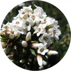 Epacris breviflora