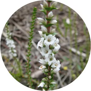 Epacris gunnii