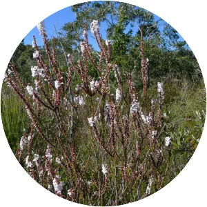 Epacris microphylla - 