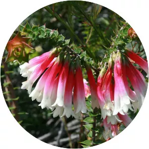 Epacris - 