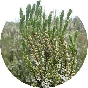 Epacris rhombifolia