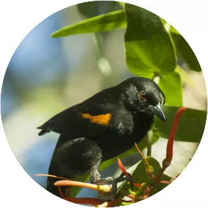 Epaulet oriole - Bird