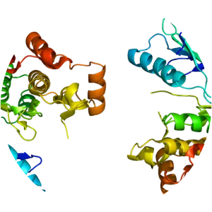 EPH receptor A2 - Protein