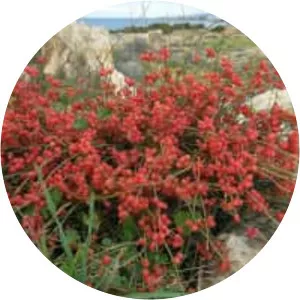 Ephedra foeminea