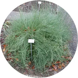 Ephedra gerardiana - 