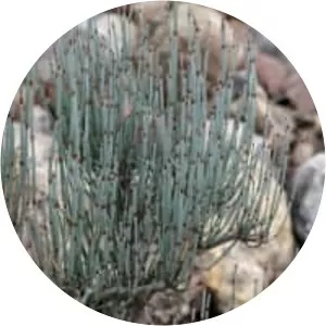 Ephedra intermedia - Plants