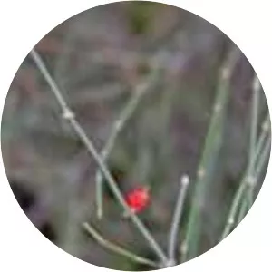 Ephedra triandra - 