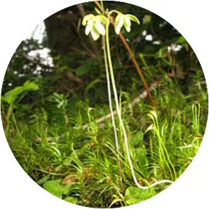 Ephippianthus sachalinensis - 