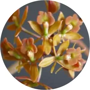 Epidendrum anceps - Plants