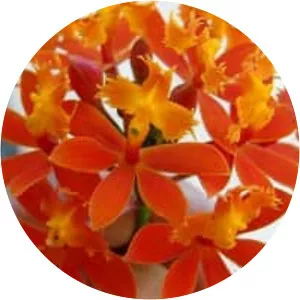 Epidendrum fulgens - 
