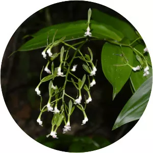 Epidendrum veroscriptum