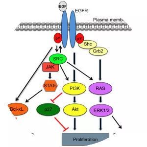 Epidermal growth factor receptor