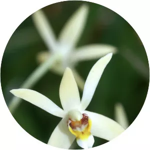 Epigeneium cymbidioides - 