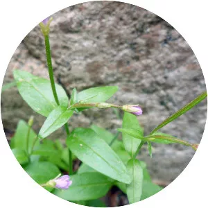 Epilobium anagallidifolium