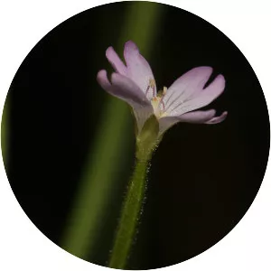 Epilobium glaberrimum - Plants
