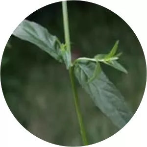 Epilobium obscurum - 