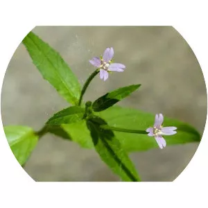 Epilobium parviflorum