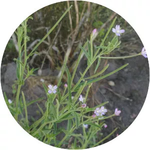 Epilobium tetragonum