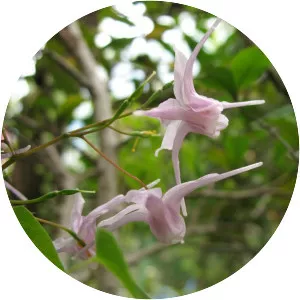 Epimedium grandiflorum