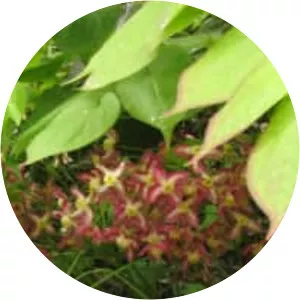 Epimedium × rubrum - Plants